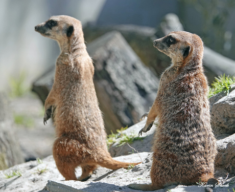 "Samen op wacht..."