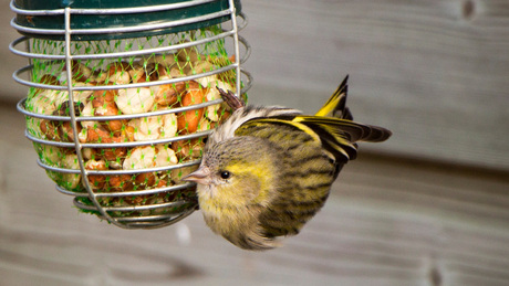 Klein vogeltje, een Sijsje