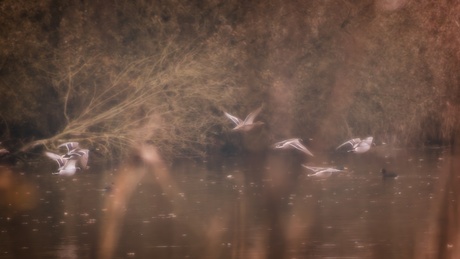 Een vlucht wilde eenden