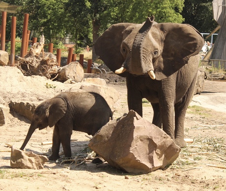 Mama en baby olifant 