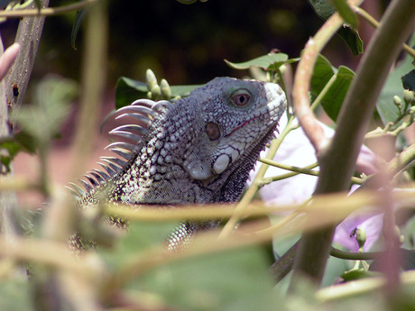 Kop van een groene leguaan