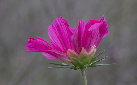 Wilde Bloem