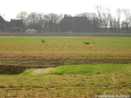 Twee reeën gespot te Pietersbierum