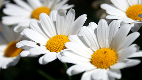 Gek op bloemen 2