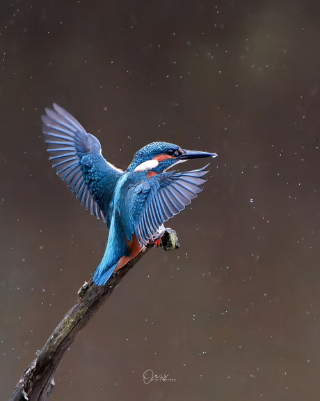 ijsvogel juveniel 