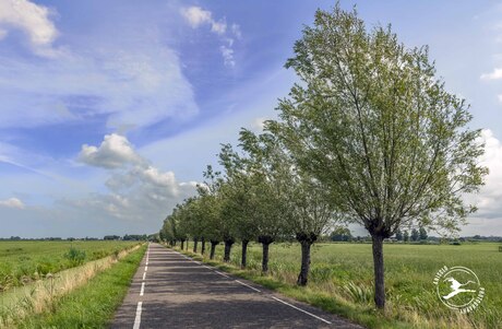 Eindeloze rij zomerse knotwilgen