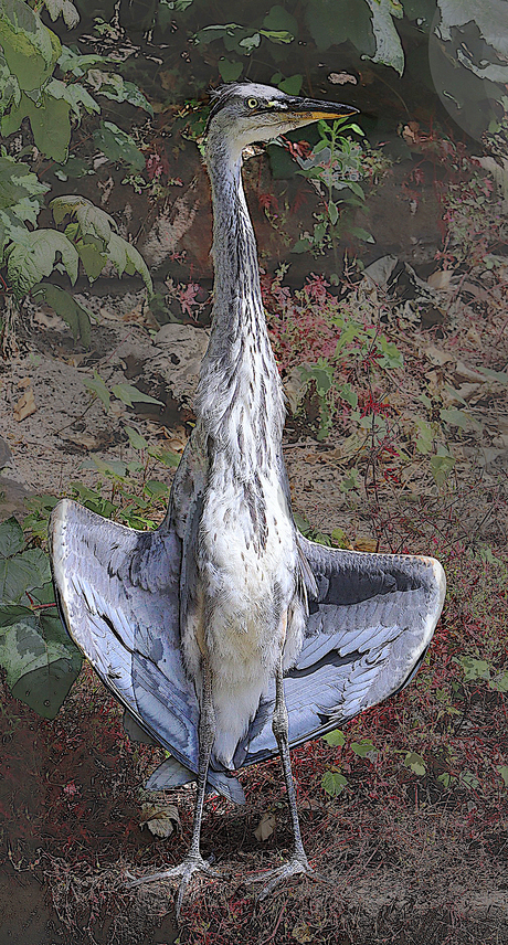 drogen als n aalscholver