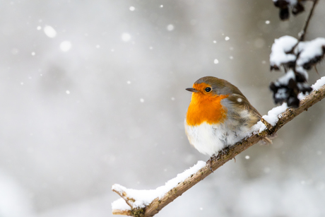 Roodborstje in de sneeuw