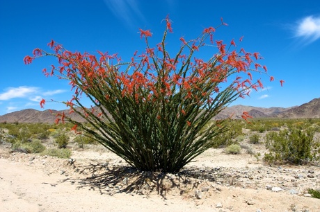 Joshua Tree National Park