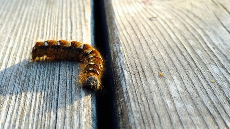 Caterpillar enjoying the evening sun