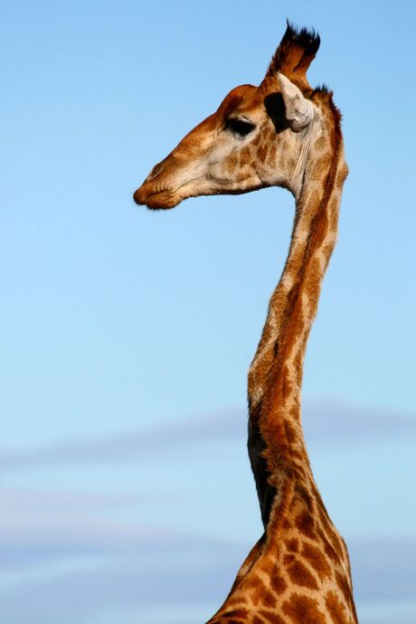 Giraffe nek