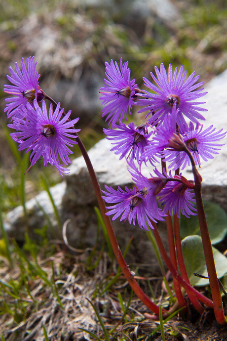 Soldanella Alpina