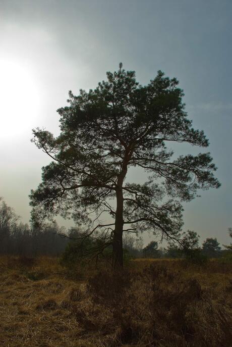 Mooi natuur plaatje