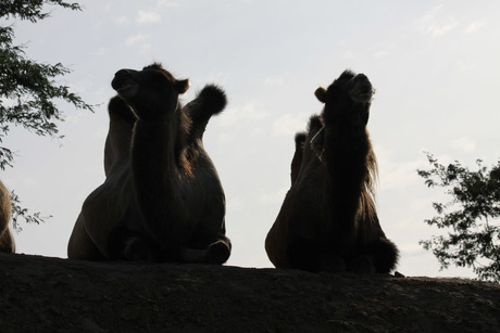 Kamelen silhouet