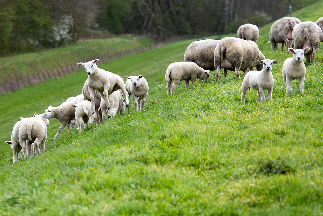 16AF319022DABAF61B61166C1E6779AA-lammetjes-weer-in-de-wei.jpg?w=1132