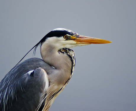 reiger 1