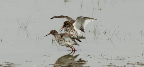 tureluur mating