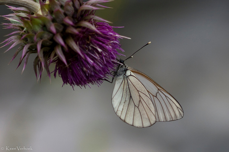 Groot geaderd witje