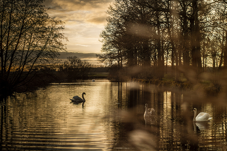 Swans in sunset 2