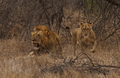 Leeuwenpaar in Kruger Park ZA