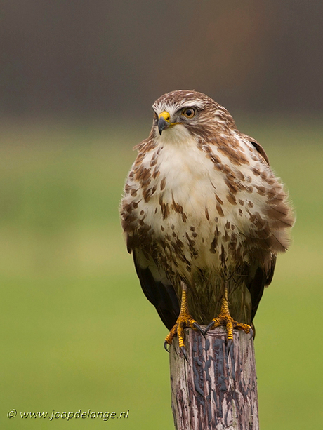 Buizerd