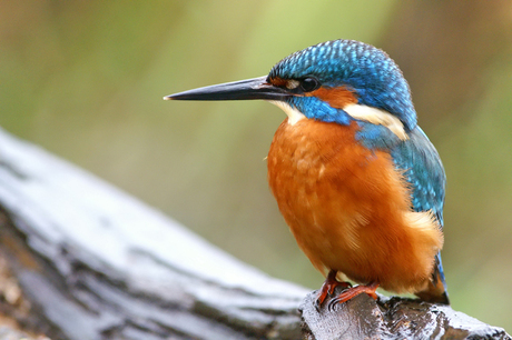 Alweer een IJsvogel