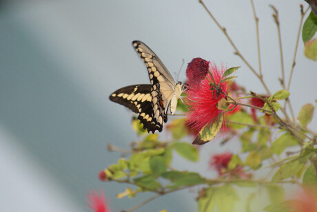 Thoaspage (Papilio thoas)