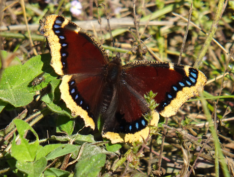 vlinder in Jasper NP