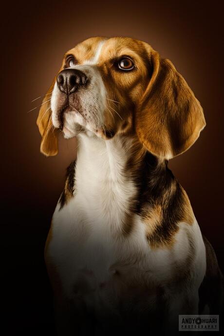 Beagle