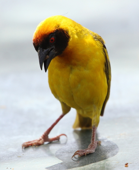 Speke's weaver