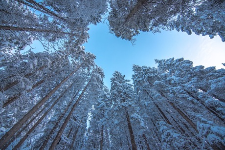 Besneeuwde bomen