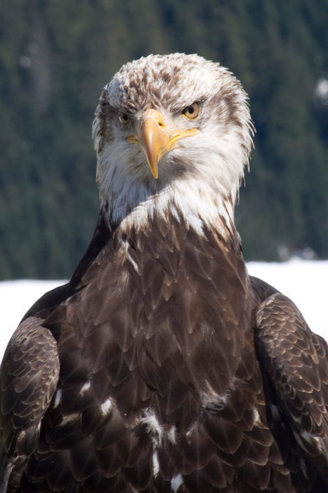 eagle