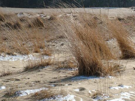 Loonse en Drunense Duinen