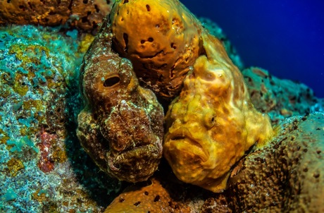 Frogfish in Love