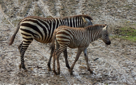 Zebra met jong