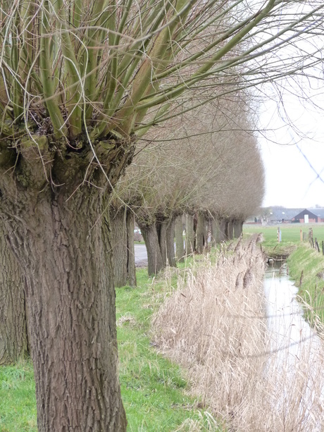 Bomen langs de sloot.