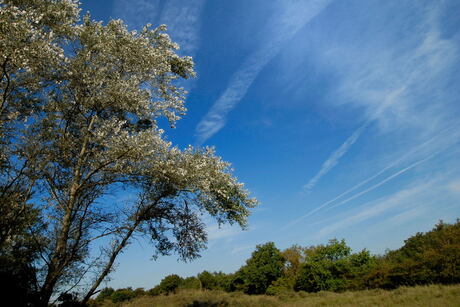 Populieren in Waterleidingduinen