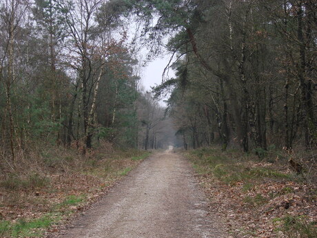 Wandeling door t bos