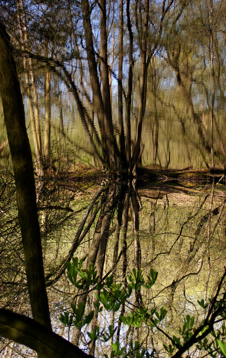 Mirror Forest