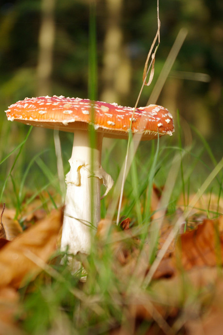 paddestoel in het bos