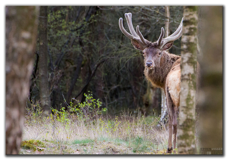 Dutch wildlife