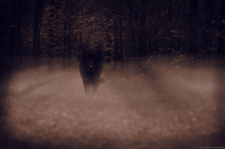 Ghost dog 2