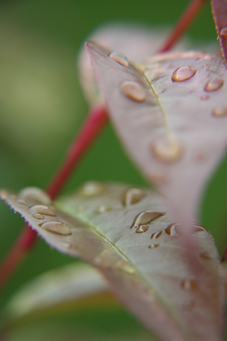 raindrops