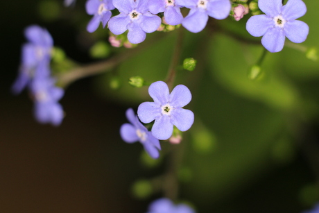 Blauw bloemetje
