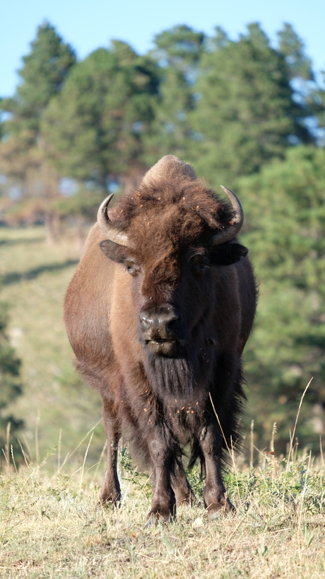 Custer State Park