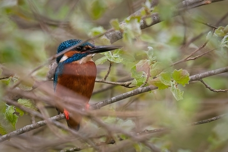 Het sieraad van de vijver - de ijsvogel
