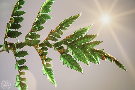 Rumohra  adiantiformis