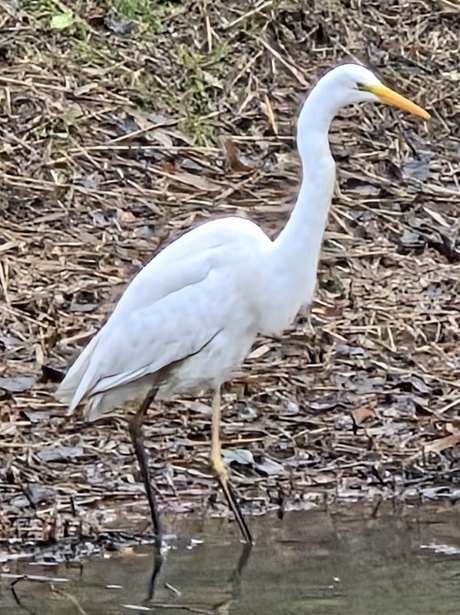 Grote Zilverreiger met honger
