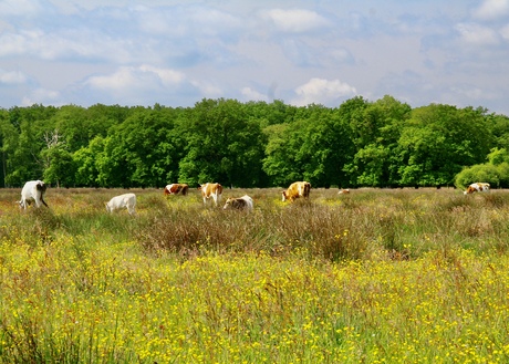 Landelijk