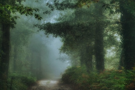 Sfeertje in het mistige bos.